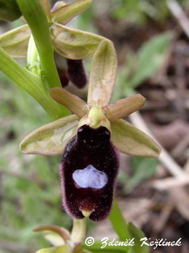 Ophrys bertolonii