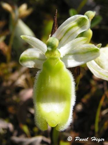 Ophrys bertolonii