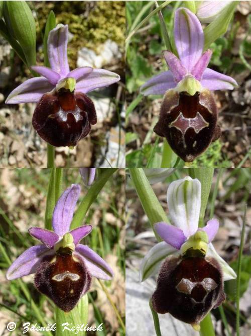 Ophrys argolica subsp. biscutella