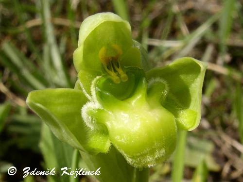 Ophrys bombyliflora