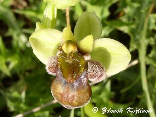 Ophrys bombyliflora