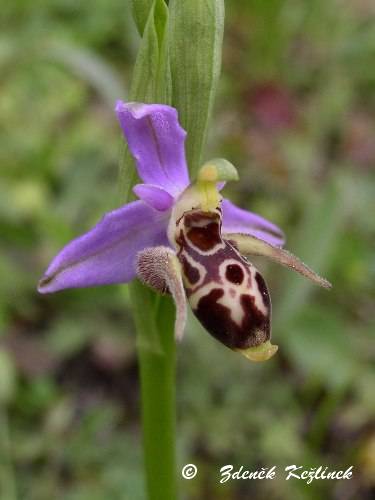 Ophrys scolopax subsp. cornuta