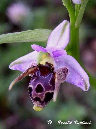 Ophrys scolopax subsp. cornuta