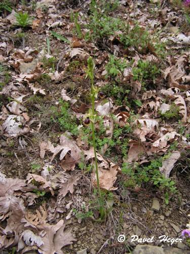 Ophrys sphegodes subsp. epirotica