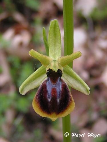 Ophrys sphegodes subsp. epirotica