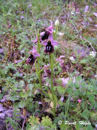 Ophrys ferrum-equinum