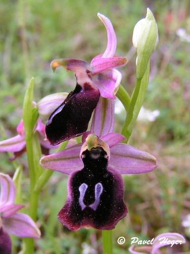 Ophrys ferrum-equinum