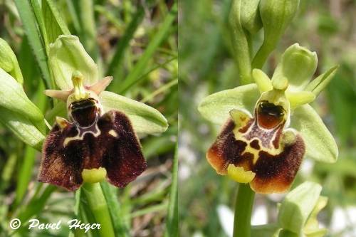 Ophrys fuciflora