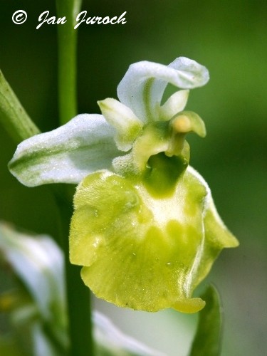 Ophrys fuciflora