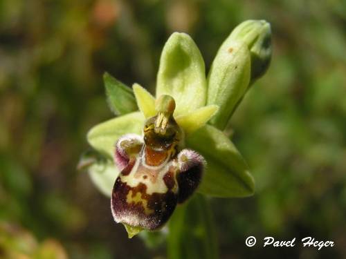 Ophrys fuciflora x bombiliflora