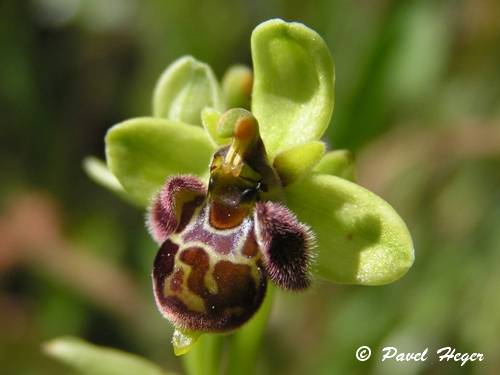 Ophrys fuciflora x bombiliflora
