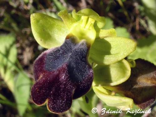 Ophrys fusca