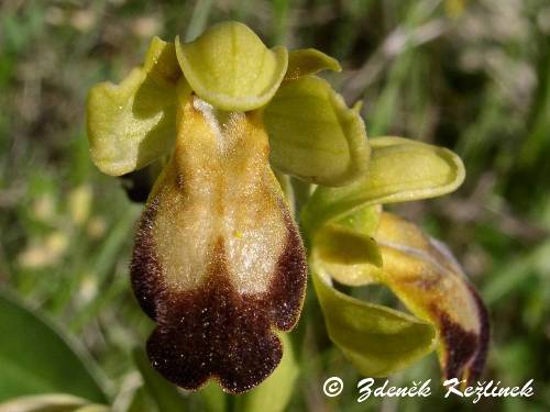 Ophrys fusca