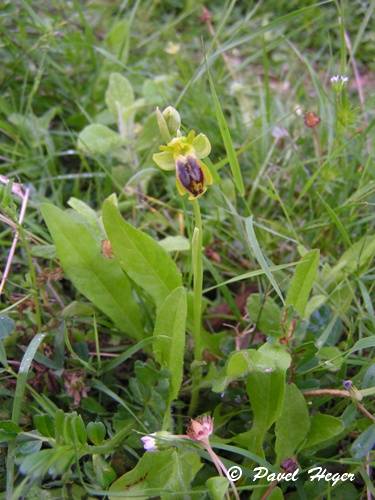 Ophrys lutea subsp. galilaea