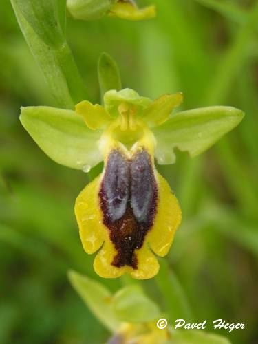 Ophrys lutea subsp. galilaea