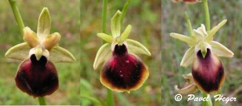 Ophrys sphegodes subsp. helenae