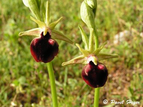 Ophrys sphegodes subsp. helenae