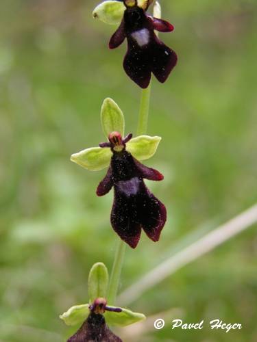 Ophrys insectifera