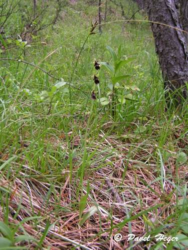 Ophrys insectifera