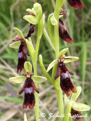 Ophrys insectifera