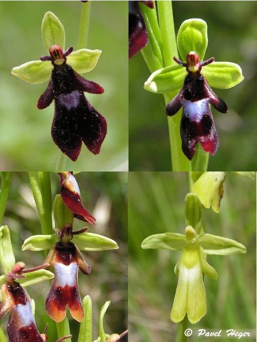 Ophrys insectifera