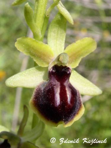Ophrys sphegodes subsp. litigiosa