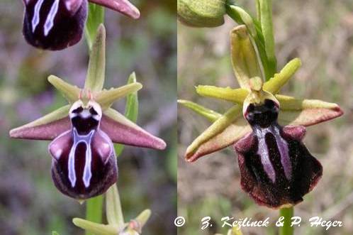 Ophrys sphegodes subsp. mammosa