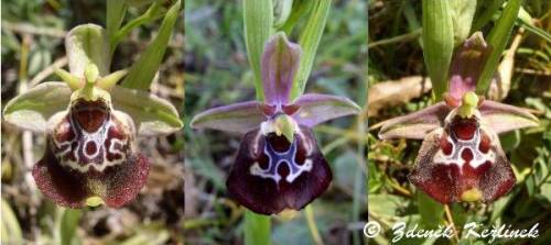 Ophrys fuciflora subsp. oxyrrhynchos