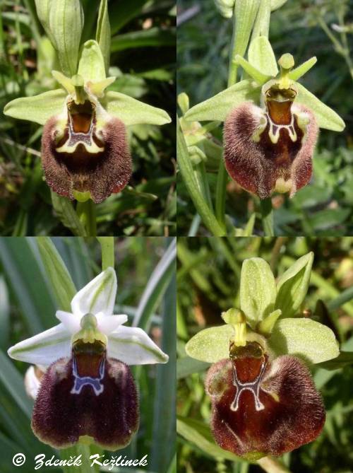 Ophrys fuciflora subsp. parvimaculata