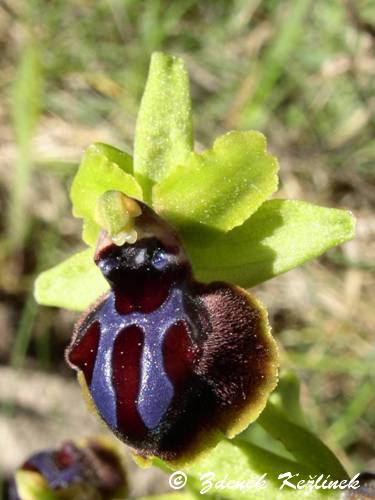 Ophrys sphegodes subsp. passionis