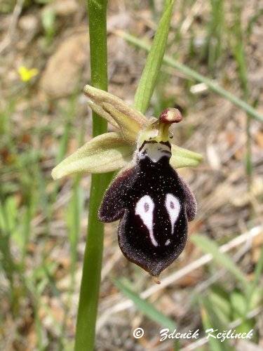 Ophrys reinholdii