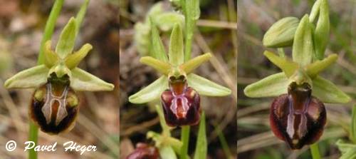 Ophrys sphegodes