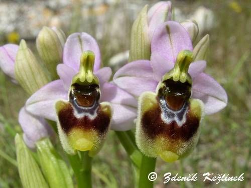 Ophrys tenthredinifera