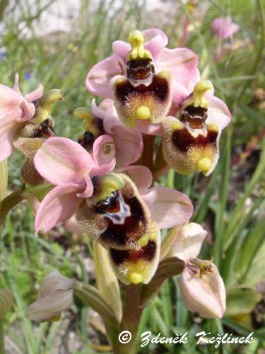 Ophrys tenthredinifera