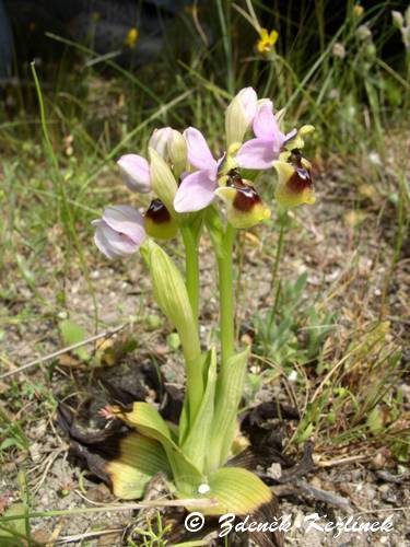 Ophrys tenthredinifera