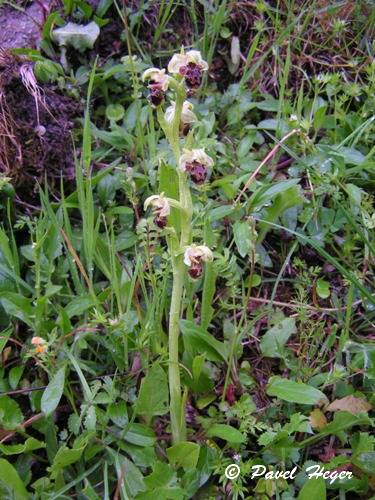 Ophrys umbilicata