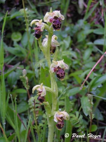 Ophrys umbilicata