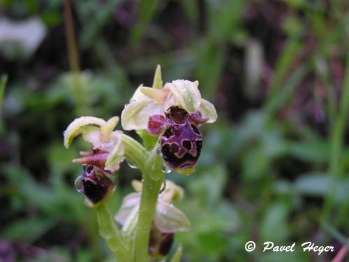 Ophrys umbilicata