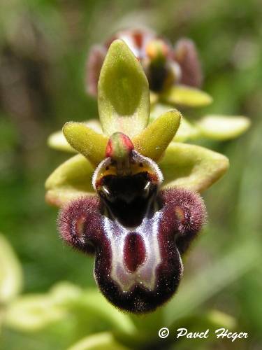 Ophrys x rainerii