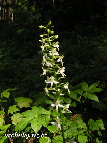 Platanthera bifolia