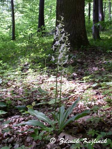 Platanthera bifolia