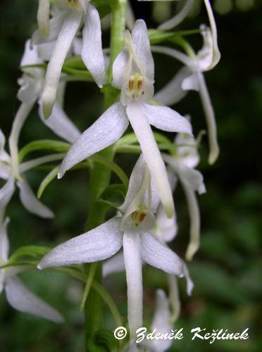 Platanthera bifolia