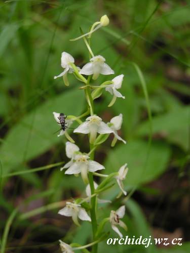 Platanthera chlorantha