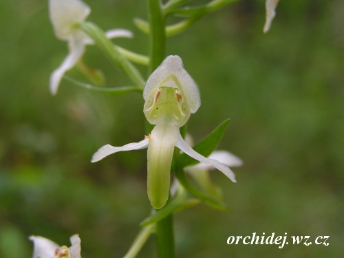 Platanthera chlorantha