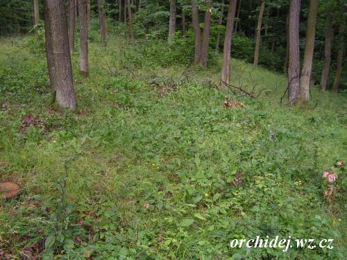 Platanthera chlorantha