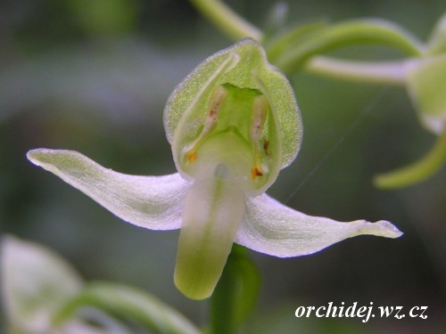 Platanthera chlorantha