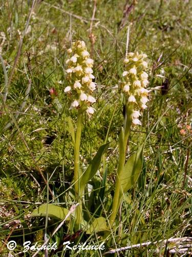 Pseudorchis albida