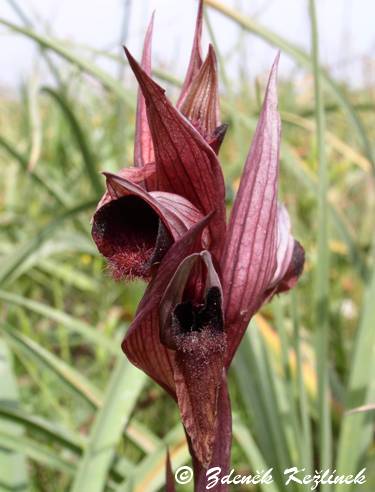 Serapias neglecta subsp. apulica