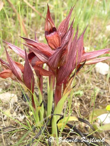 Serapias neglecta subsp. apulica