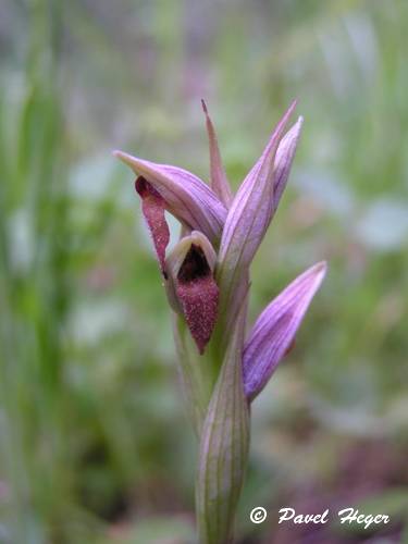 Serapias parviflora